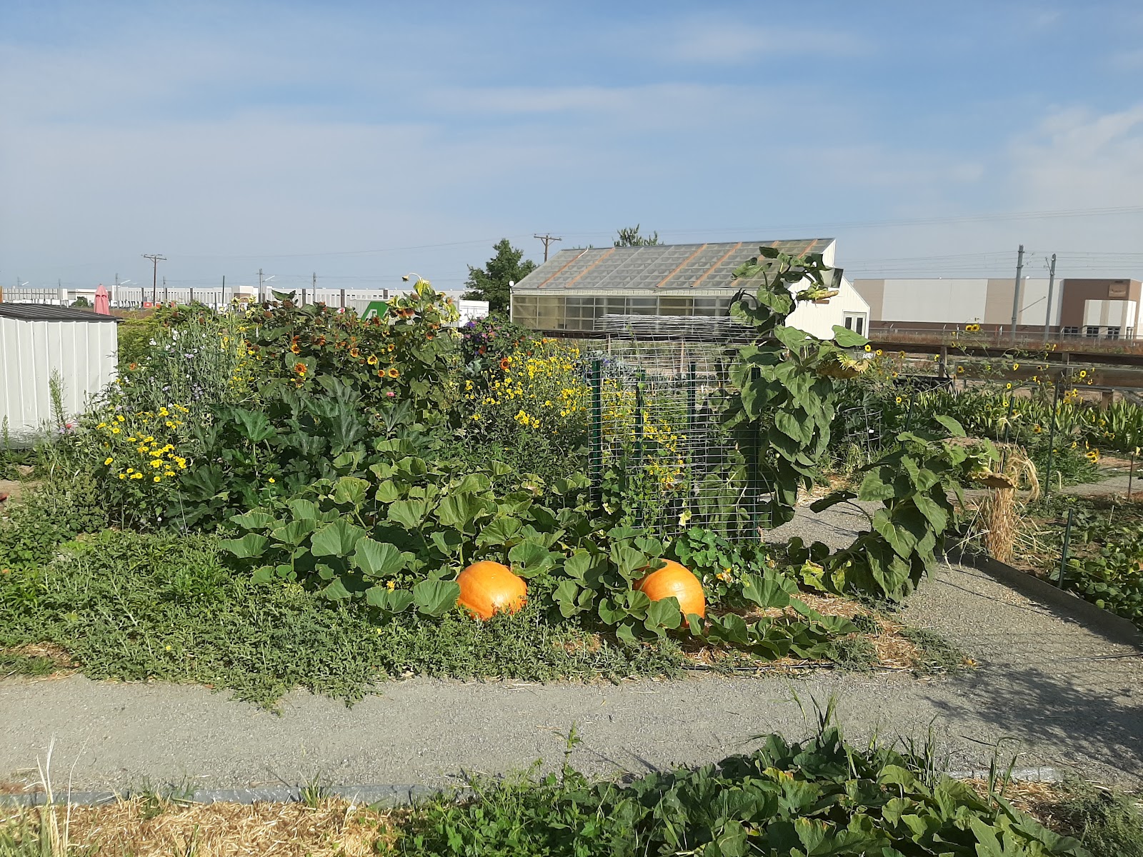 Urban Farm