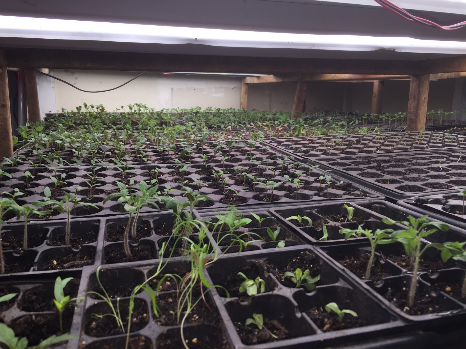 Urban Fresh Gardens