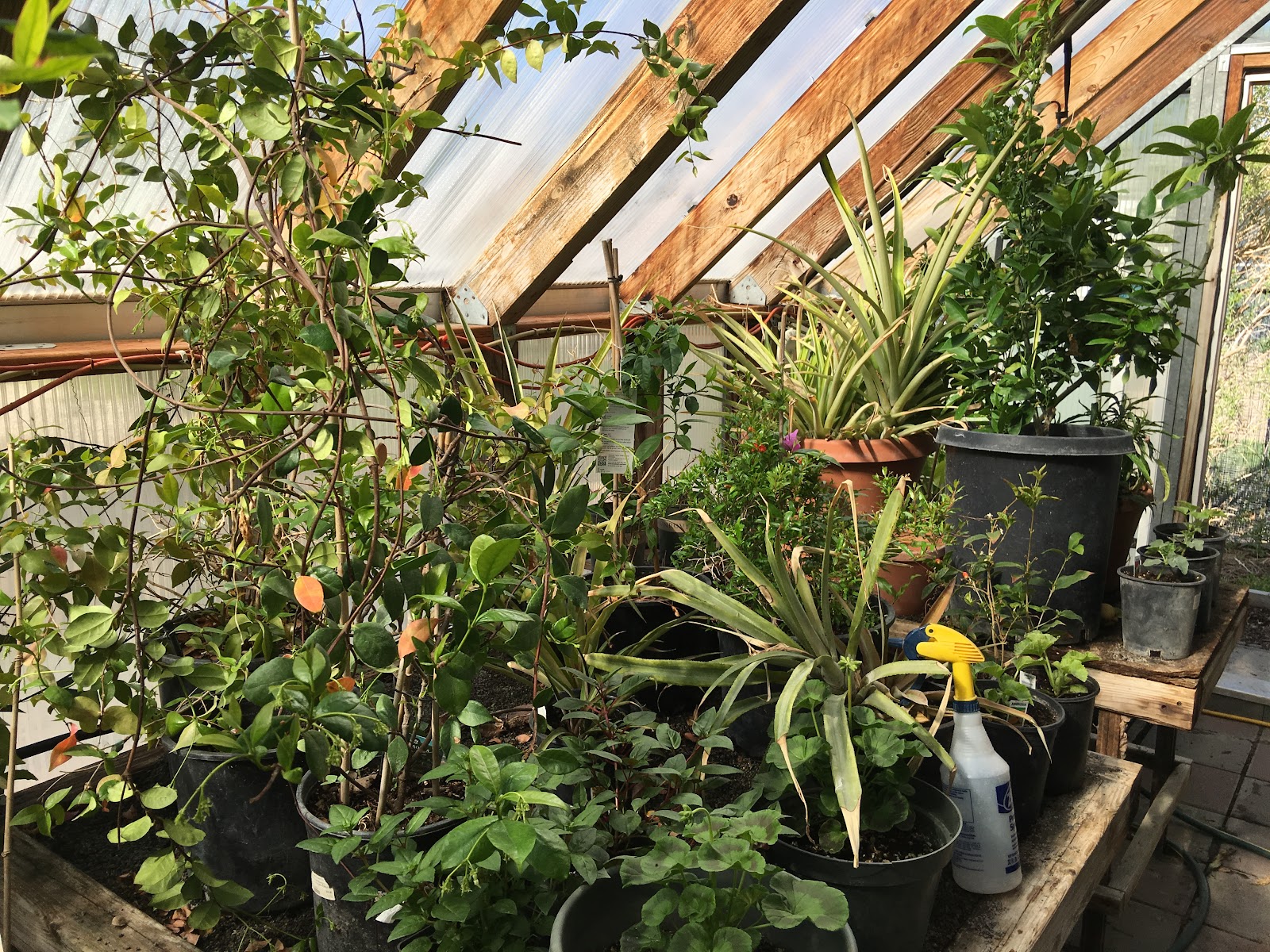 Utah Greenhouse Agaves and more