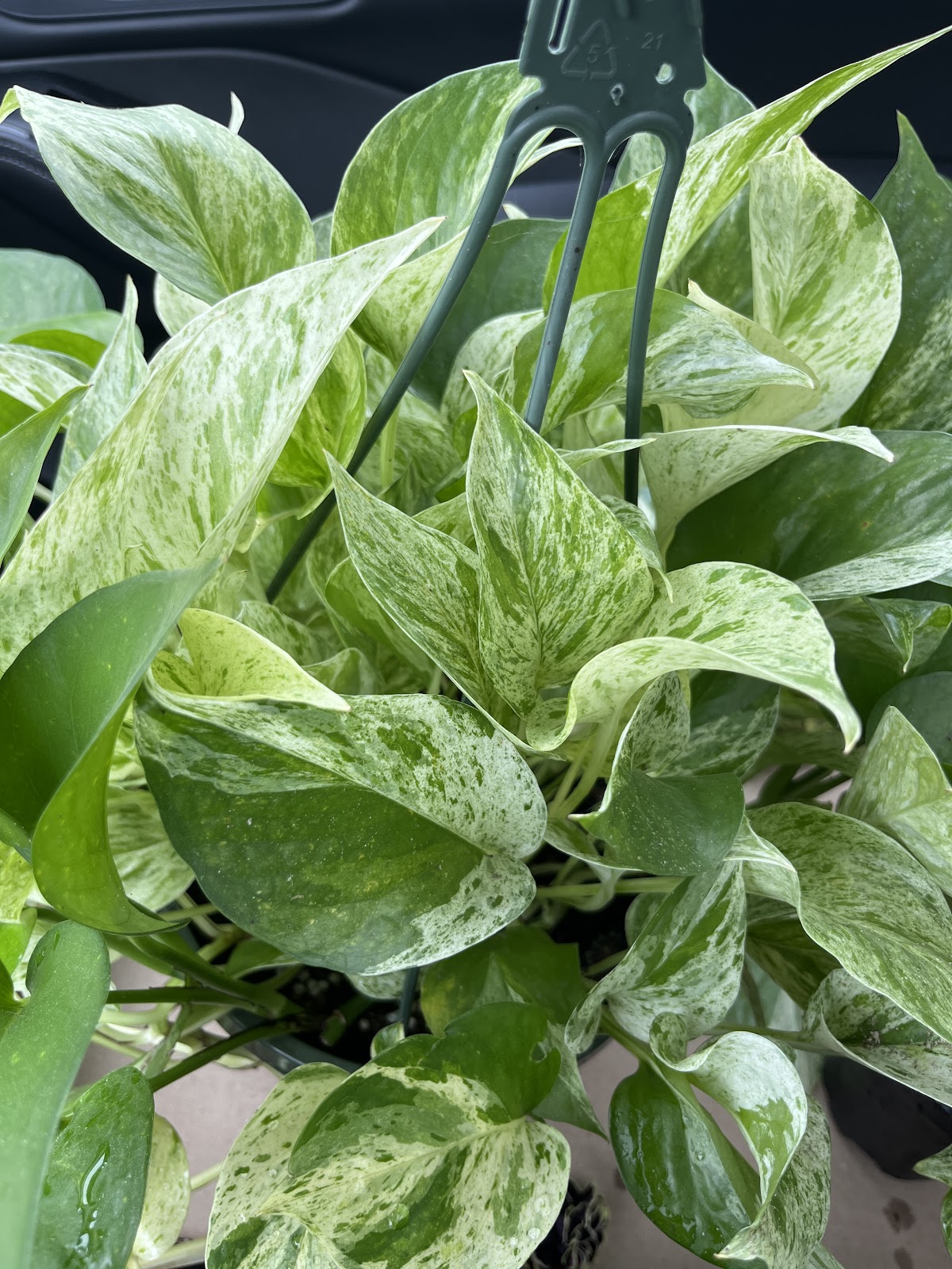 Valley Floral Greenhouse