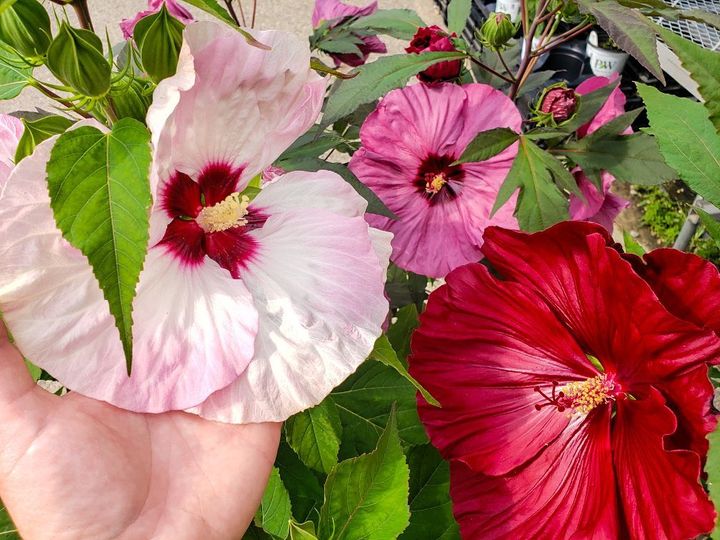 Van Atta's Greenhouse & Flower Shop