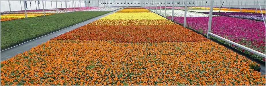 Van Wingerden Greenhouses