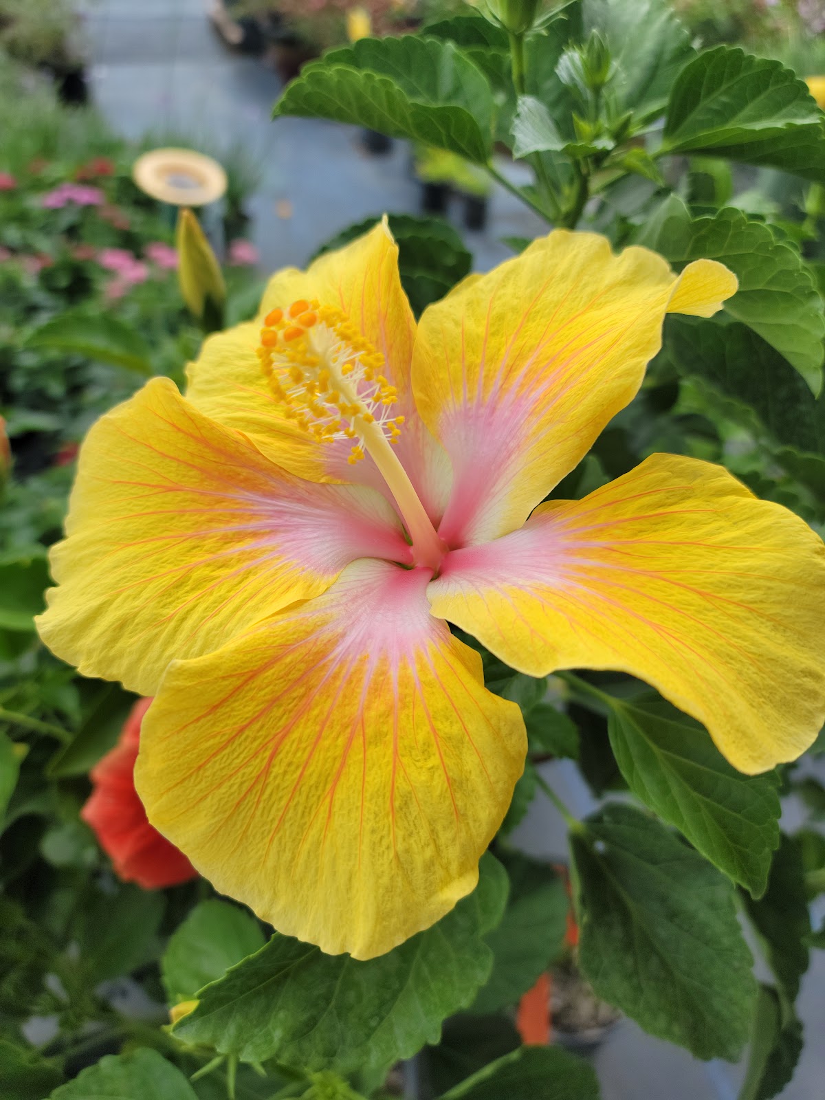Vander Pol Nursery