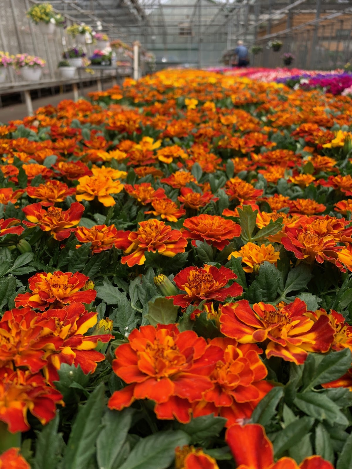 Varner's Greenhouse & Nursery