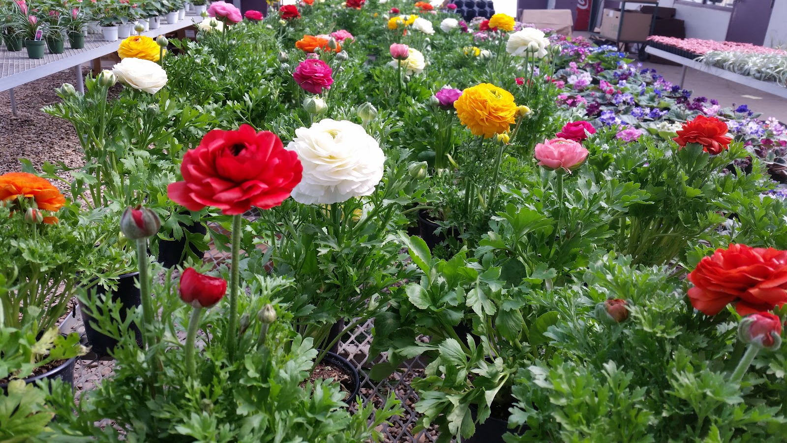 Vickery Wholesale Greenhouse
