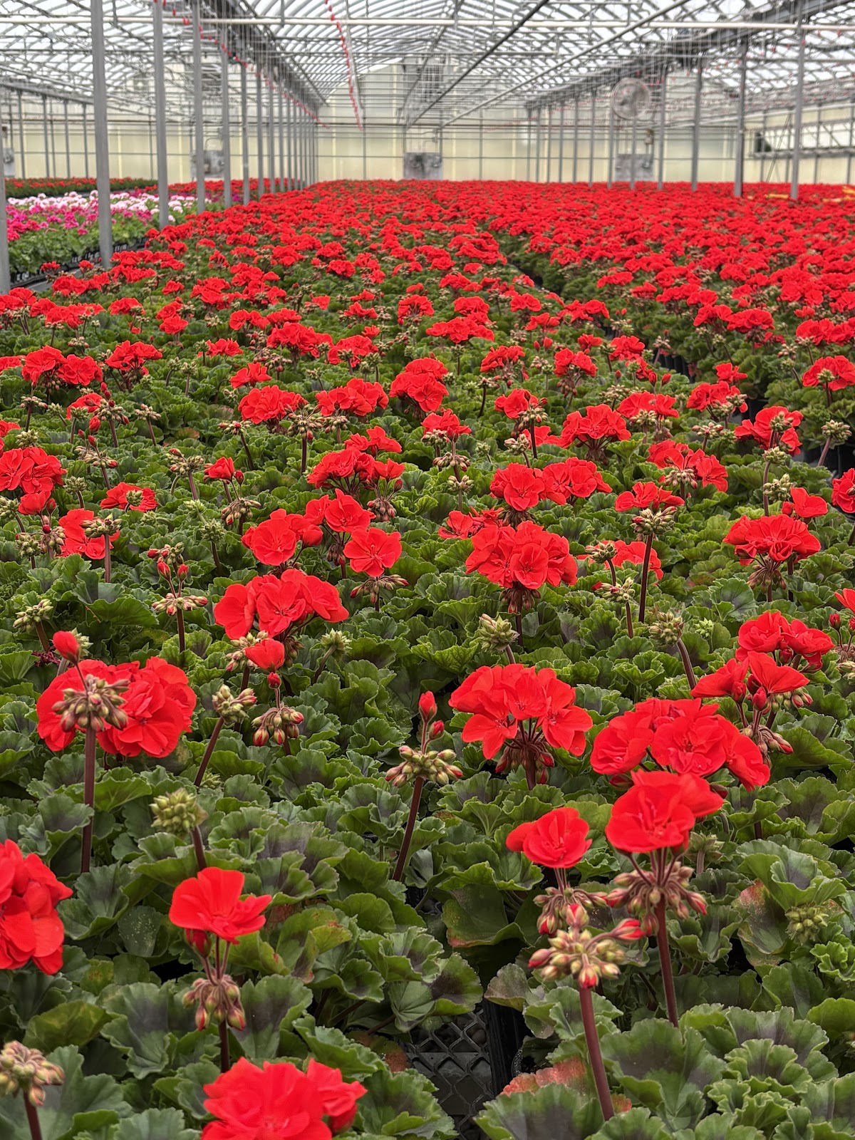 Vicki's Garden Center - Latah