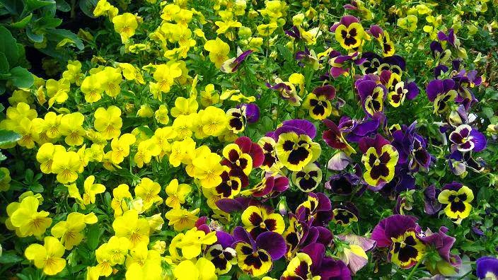 Village Gardens & Greenhouses