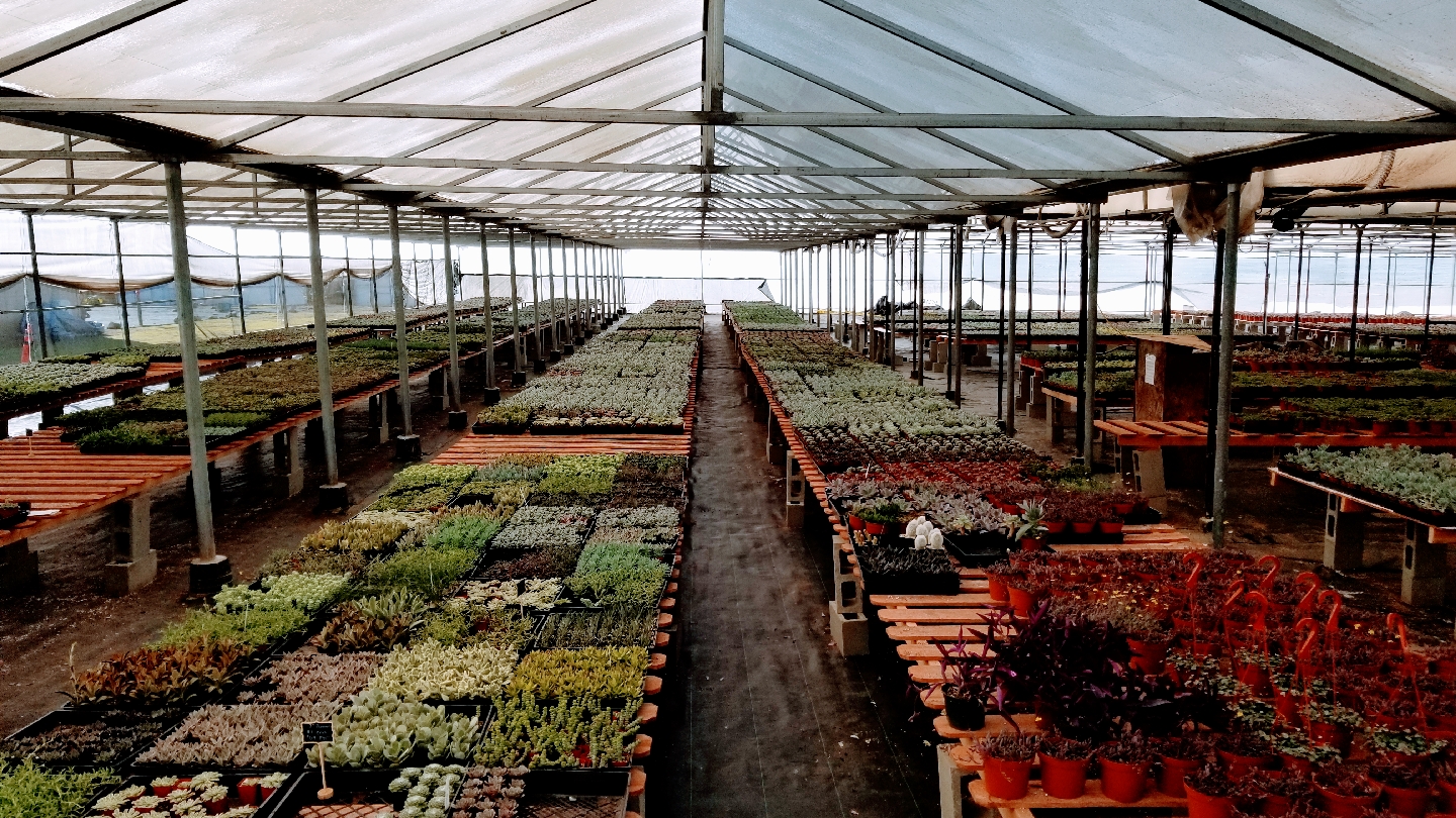 Vista Succulent Nursery