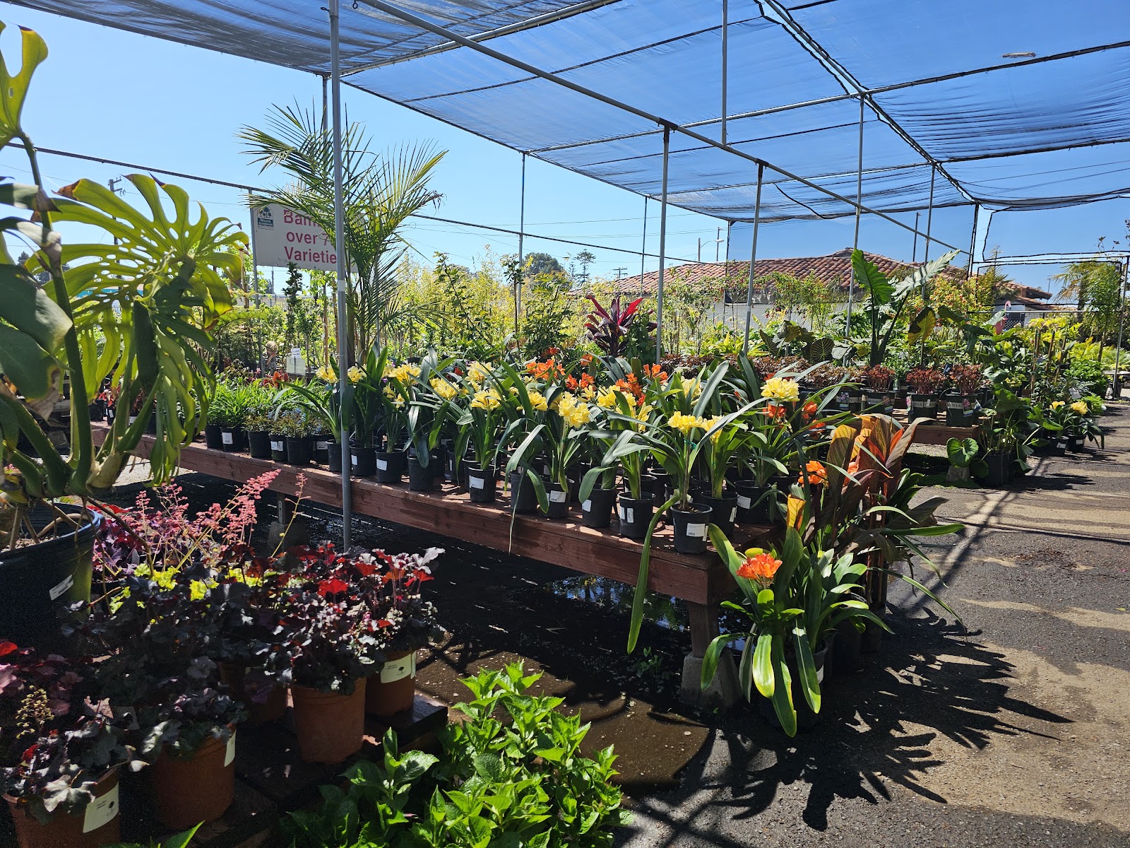 Walter Andersen Nursery