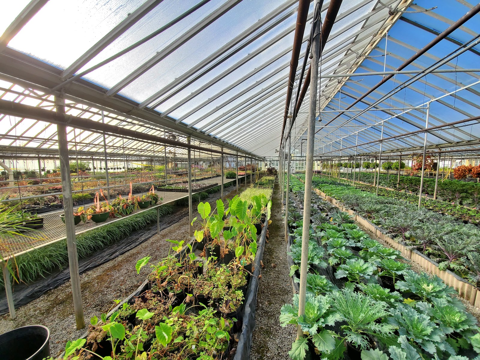 West Hills Greenhouses, Inc.