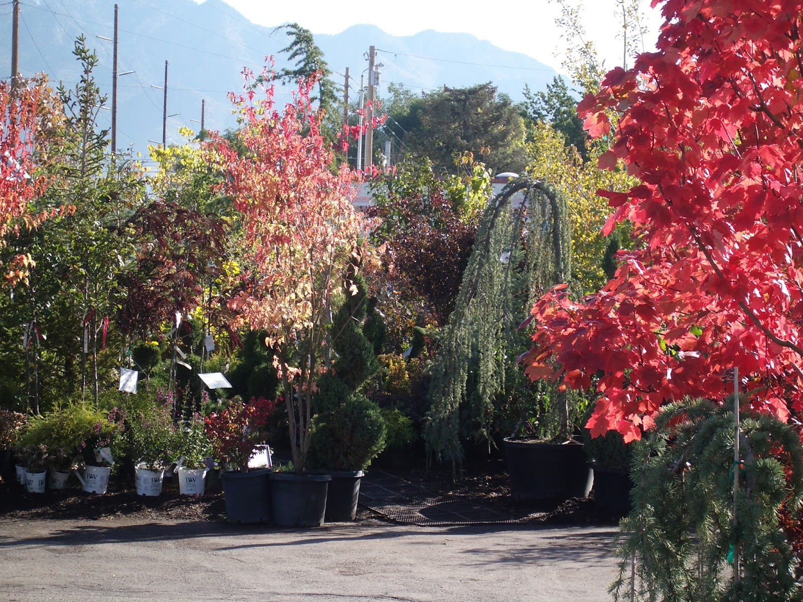West Side Nursery