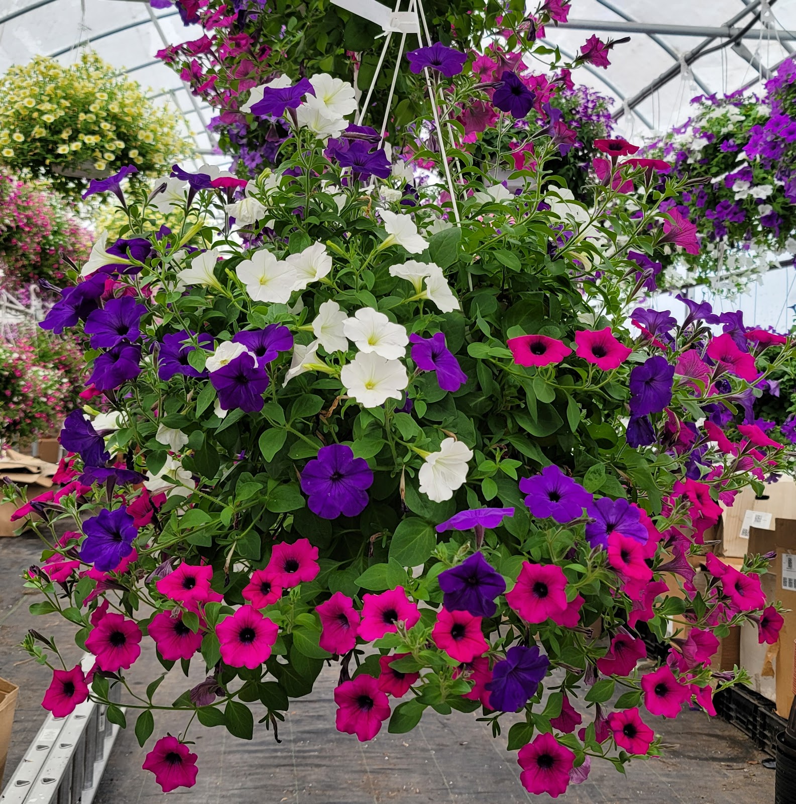 Westland Florist & Greenhouse