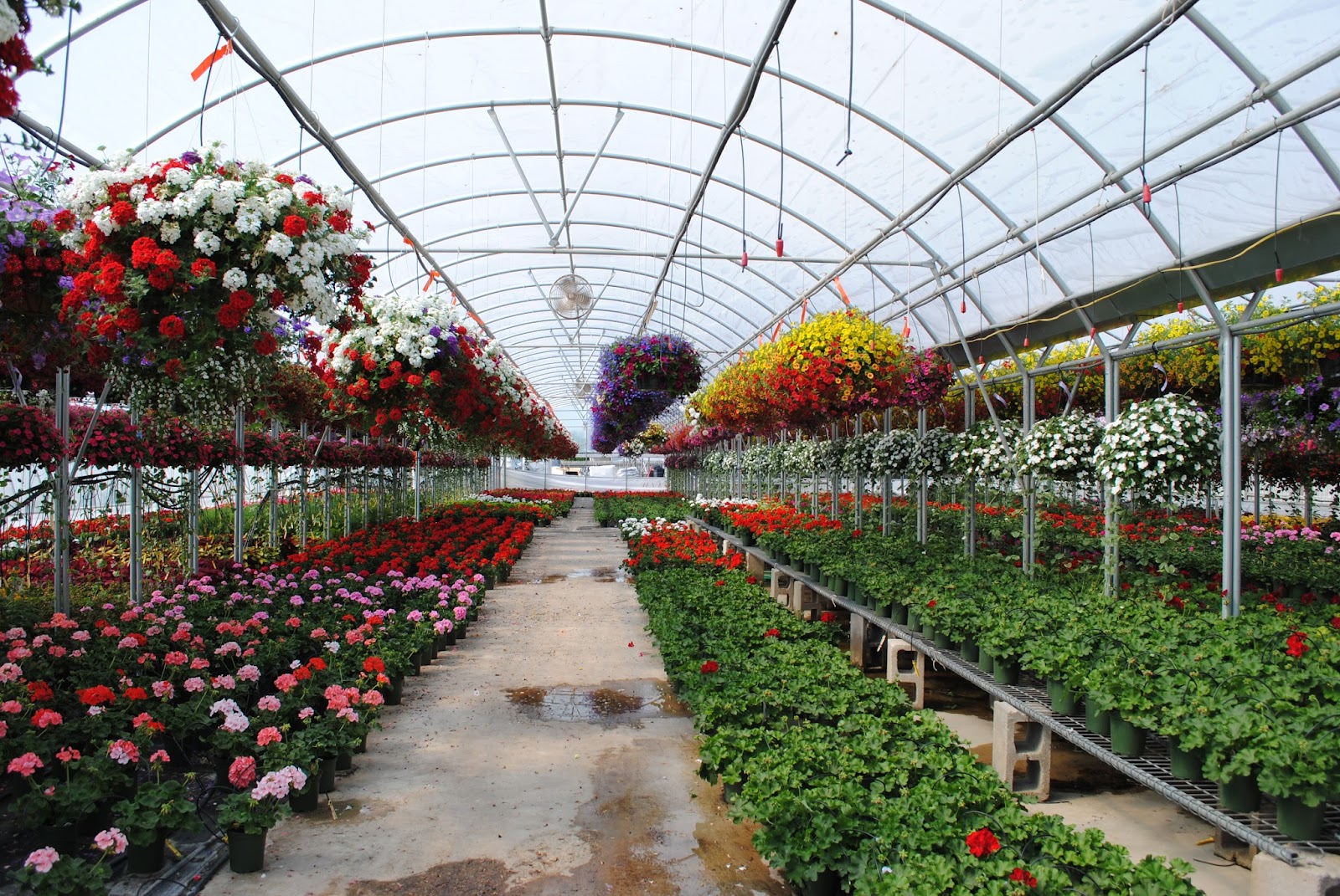 Westwood Gardens | Wedington