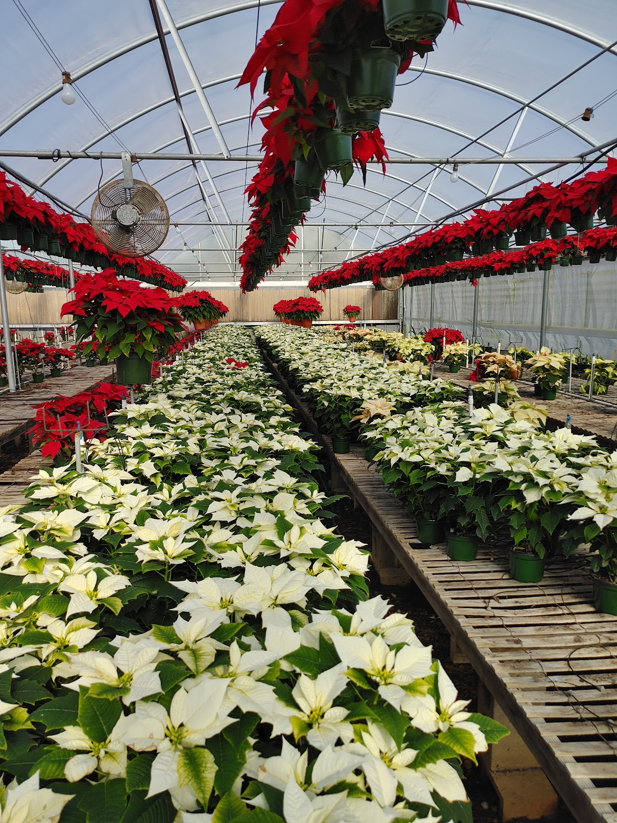 Wheeler Greenhouses