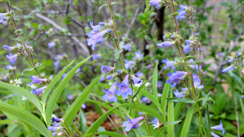 Willard Bay Gardens