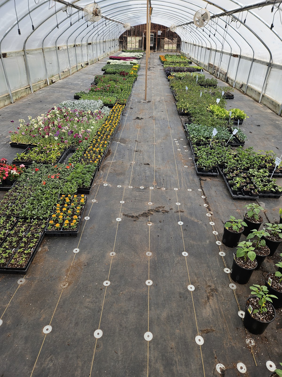 Windmill Hill Greenhouse
