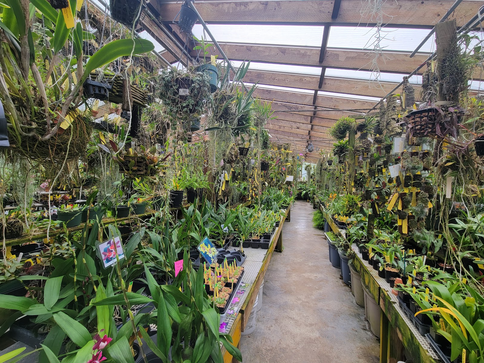 Windswept in Time Orchids