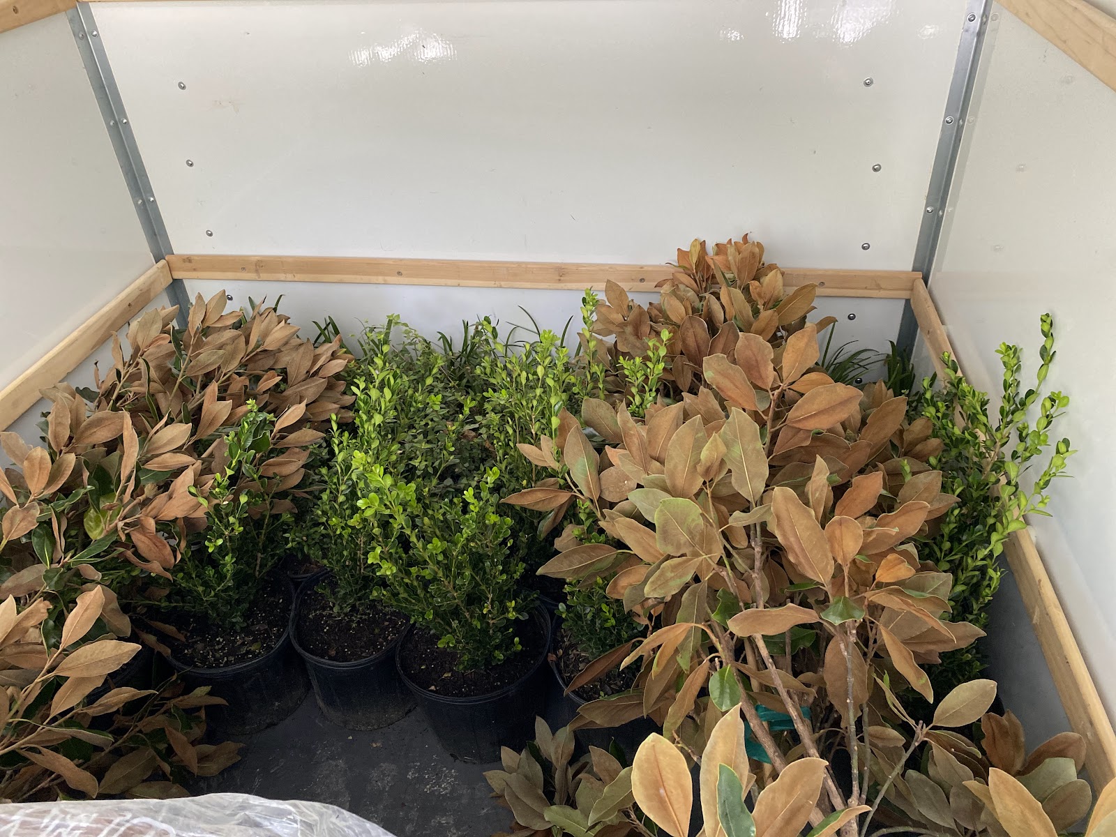 Wolfe Nursery Direct