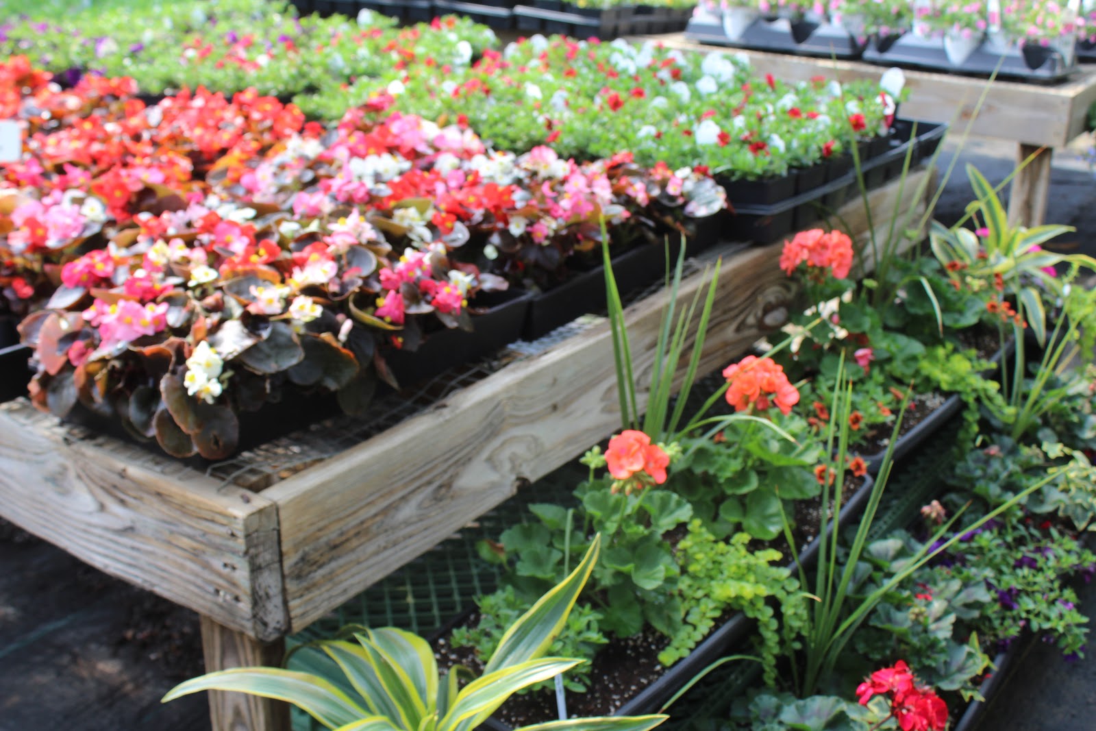 Wood Corner Greenhouse