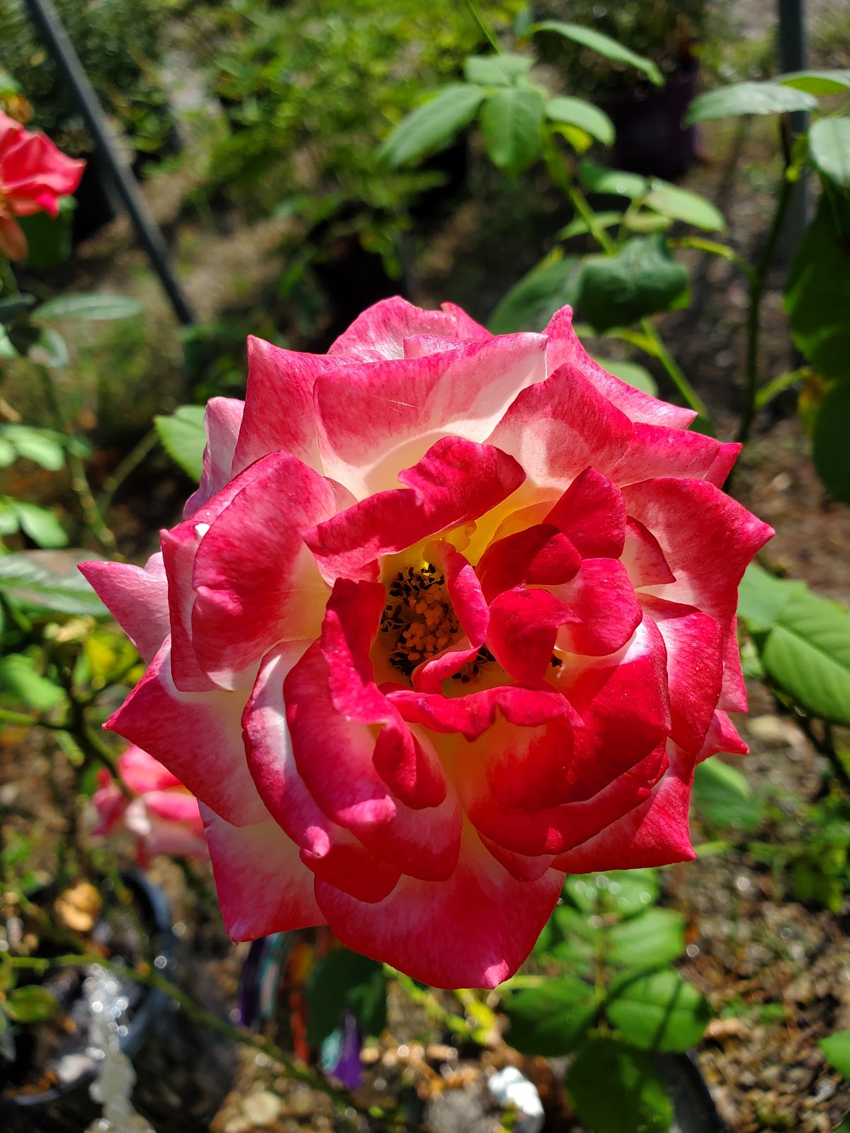 Worley's Greenhouse & Nursery Inc