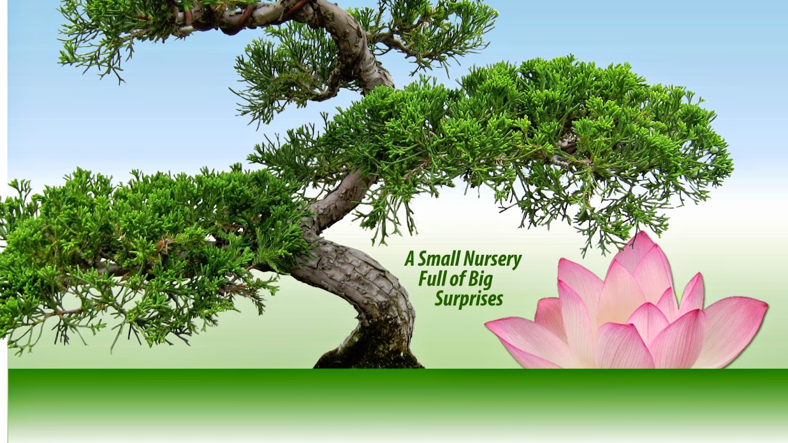 Yamaguchi Bonsai Nursery
