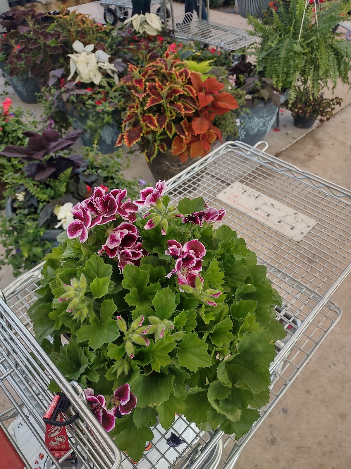 Zandstra's Greenhouse