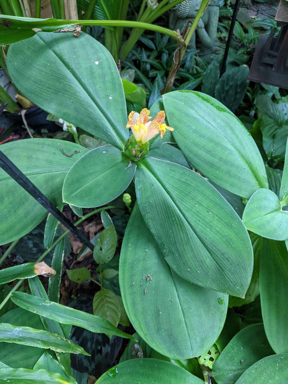 Zone 9 Tropicals