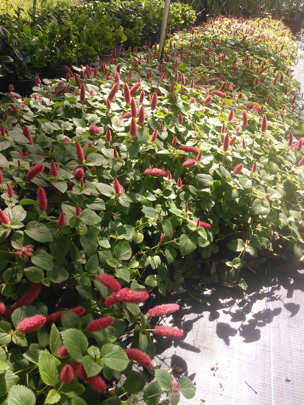 Zugar Growers