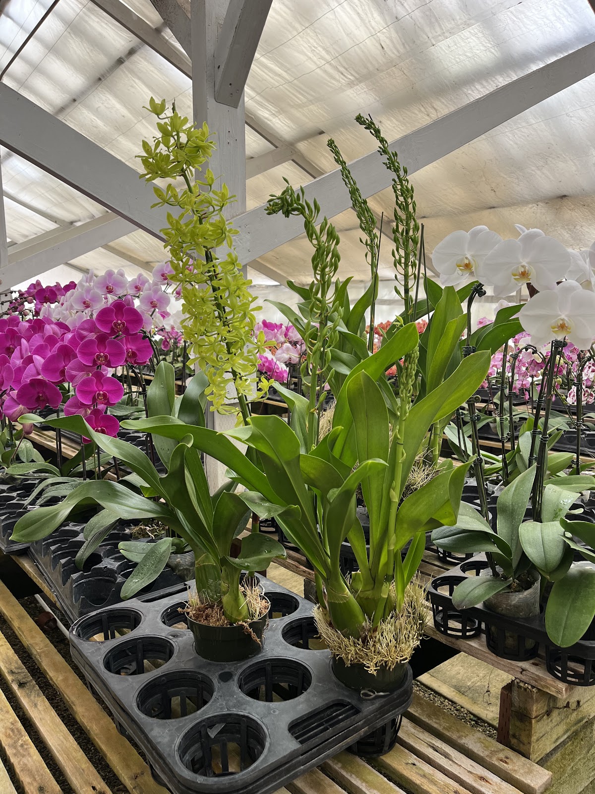 Zuma Orchids