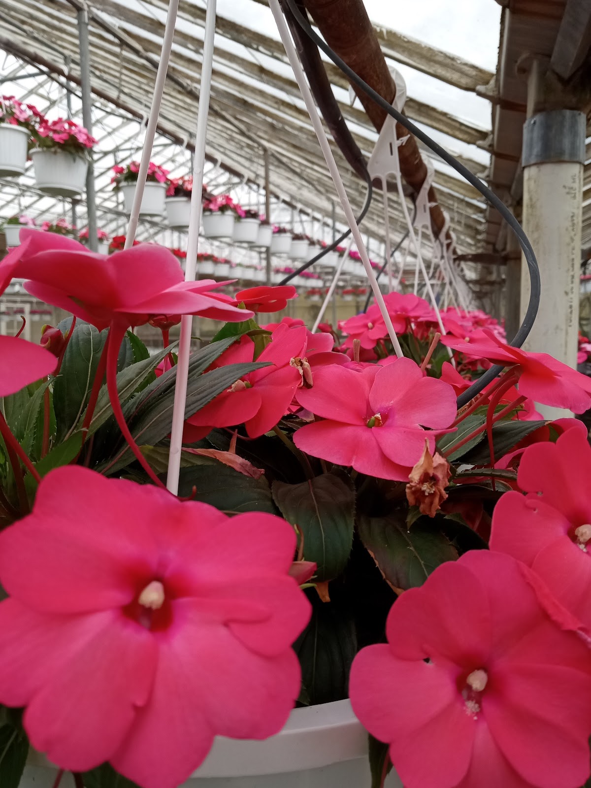 Zywicki Greenhouses Inc